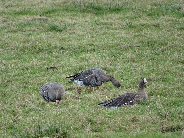 队的得分点 队的得分点