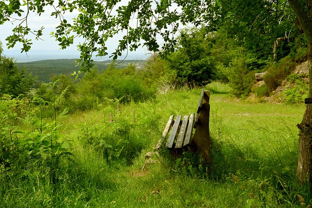皇家贝蒂斯有意免签德赫亚，后者或接受现实选择降薪.